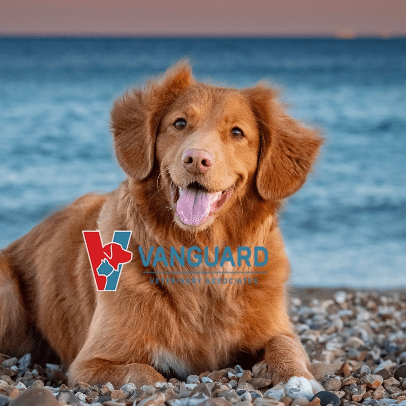 VANGUARD VETERINARY ASSOCIATES​